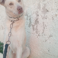 Maremmano mix pastore tedesco