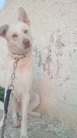 Maremmano mix pastore tedesco