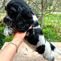 Cucciolo Cocker