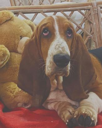 Basset Hound Pedegree Enci