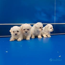Cuccioli di cane razza maltese