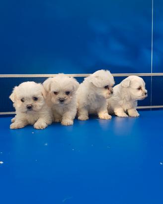 Cuccioli di cane razza maltese