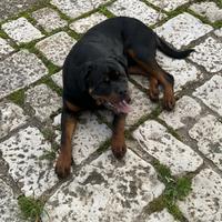 Cucciolo di rottweiler