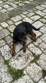 Cucciolo di rottweiler