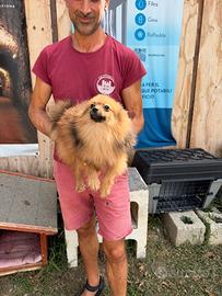 Cucciolo di Volpino della Pomerania