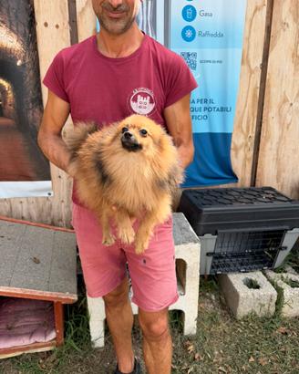 Cucciolo di Volpino della Pomerania