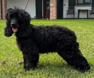Cocker