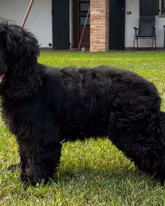 Cocker