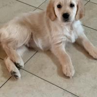 Cucciola Golden Retriever femmina