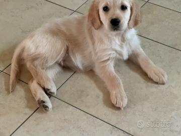 Cucciola Golden Retriever femmina