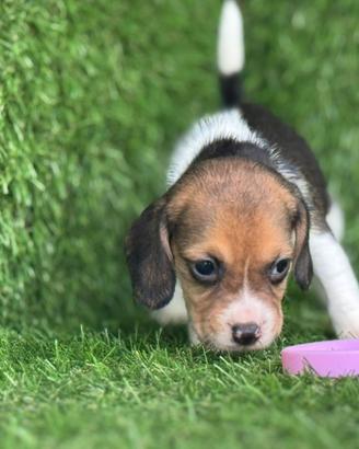 Beagle