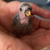 Inseparabili da imbecco