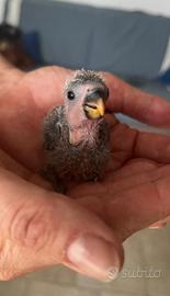 Inseparabili da imbecco