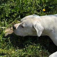 Aron Dogo Argentino per accoppiamento