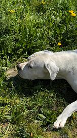 Aron Dogo Argentino per accoppiamento