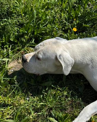 Aron Dogo Argentino per accoppiamento
