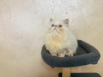 Cucciolo gatto persiano red point