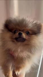 Spitz di pomerania