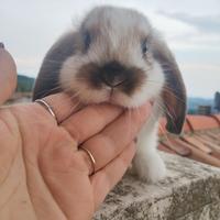 Conigli ariete nano/minilop cuccioli