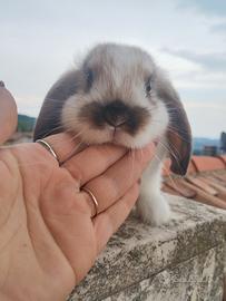 Conigli ariete nano/minilop cuccioli
