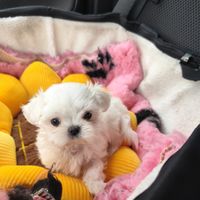 Maltese con pedigree