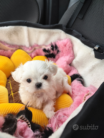 Maltese con pedigree