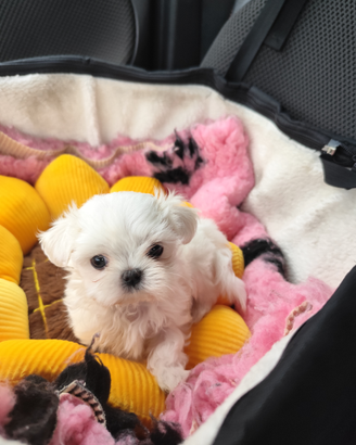 Maltese con pedigree