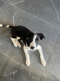 Un dorder collie