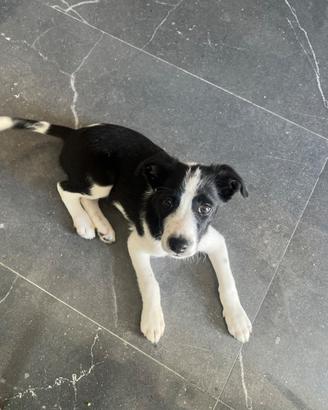 Un dorder collie