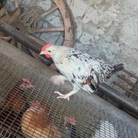 Coppia millefiori da cova