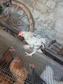 Coppia millefiori da cova