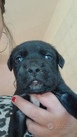 Cane corso