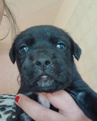 Cane corso