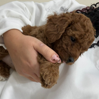 Barboncini miny toy red