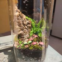 Terrario piante tropicali, fittonia, felci muschio