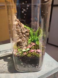 Terrario piante tropicali, fittonia, felci muschio
