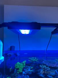 Lampada Acquario marino radion g5 blu