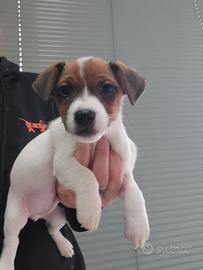 Jack russell terrier