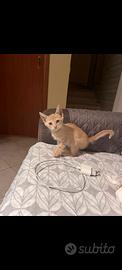 Gattini dolcissimi