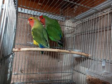 Coppia di inseparabili