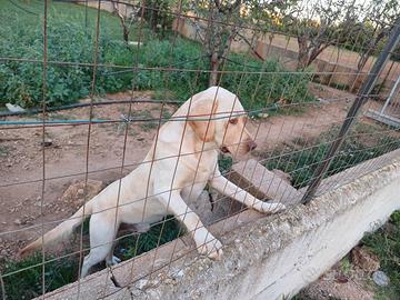 Tre cani meticci