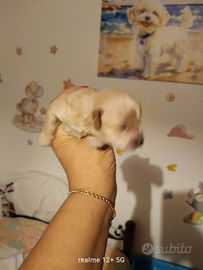 Maltese coreana padre barboncino maltipoo