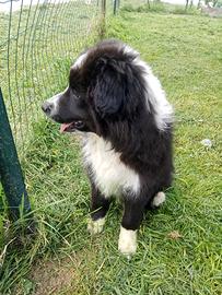 Border collie