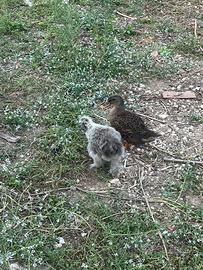 Galline e anatre