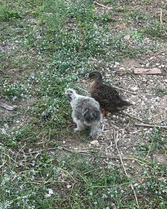 Galline e anatre