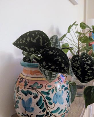 talea scindapsus pictus 