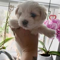 Cuccioli maltese maschi