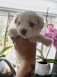 Cuccioli maltese maschi