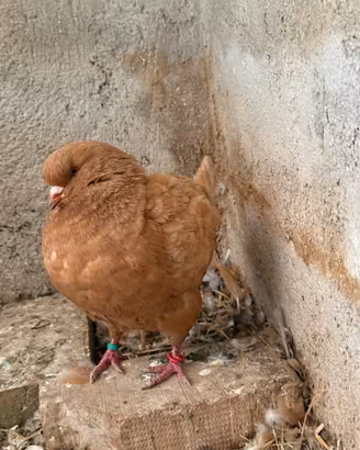 Piccioni King