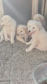 Cuccioli maremmano